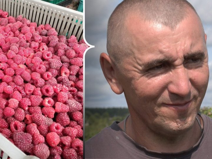 Родина на Волині відмовилася від вирощування картоплі та п'ятий рік вирощує малину. ВІДЕО