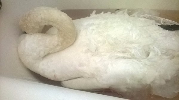 Врятовану лебідку прихистили в Луцькому зоопарку