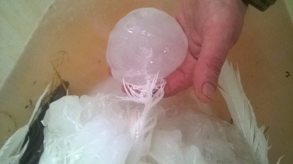 Врятовану лебідку прихистили в Луцькому зоопарку