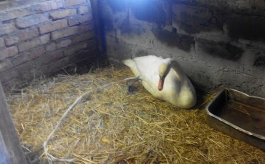 Врятовану лебідку прихистили в Луцькому зоопарку