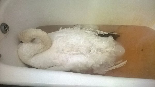 Врятовану лебідку прихистили в Луцькому зоопарку