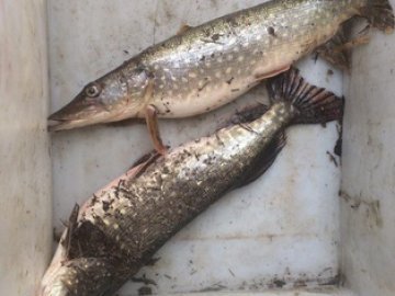 На Волині зловили браконьєра, який ловив рибу сітками в озері заповідника 