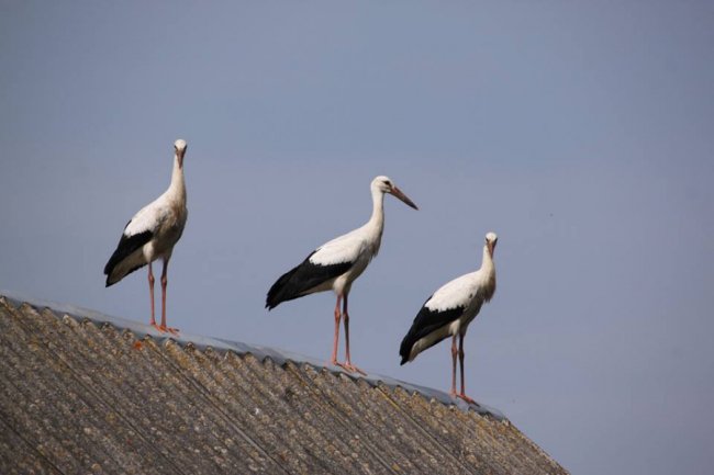Молоді лелеки в об'єктиві волинського фотографа