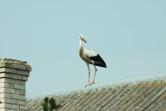 Молоді лелеки в об'єктиві волинського фотографа