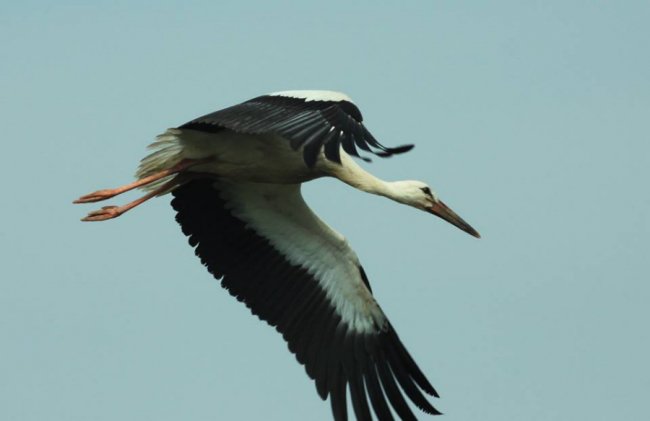 Молоді лелеки в об'єктиві волинського фотографа