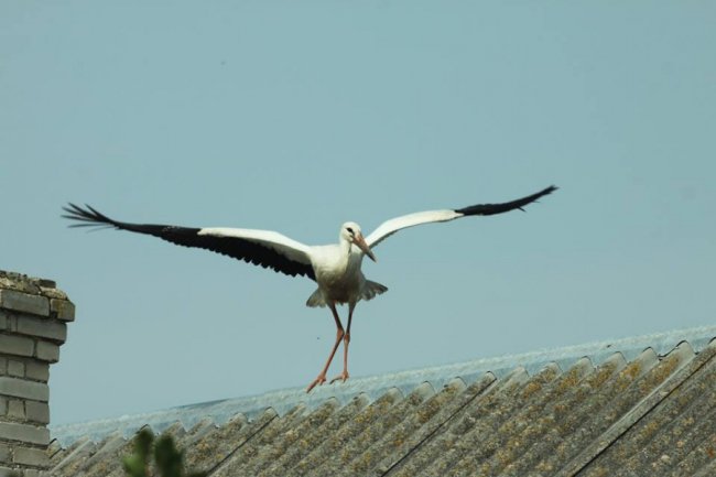Молоді лелеки в об'єктиві волинського фотографа