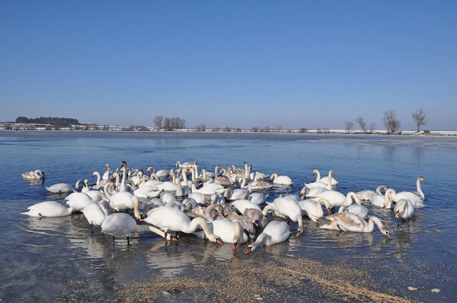 На волинському водосховищі зимує безліч лебедів