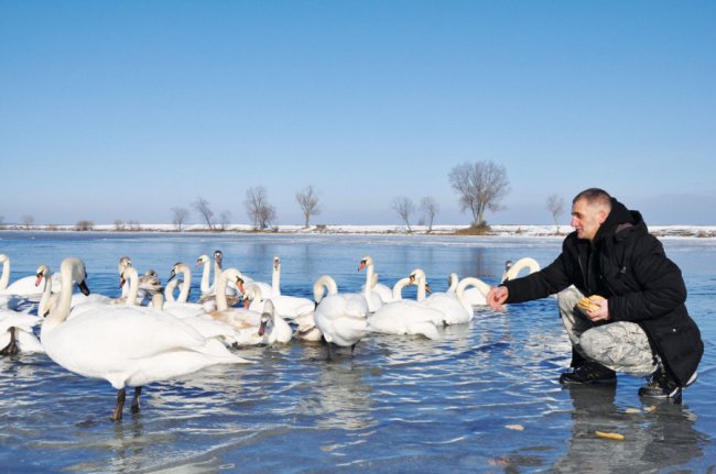 На волинському водосховищі зимує безліч лебедів