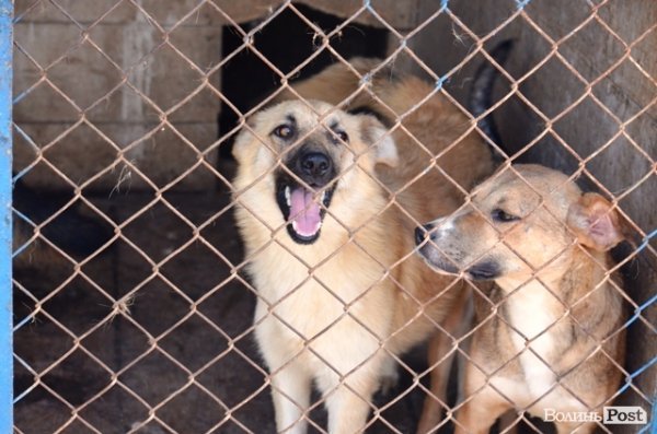 Майже 90% безпритульних тварин Луцька знаходять домівку. ФОТО