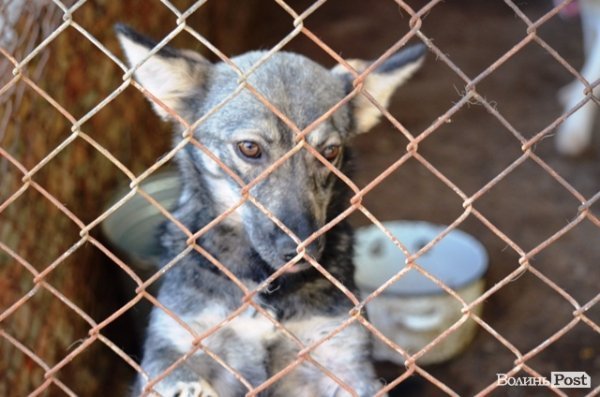Майже 90% безпритульних тварин Луцька знаходять домівку. ФОТО