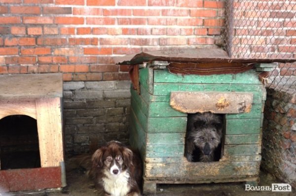 Песики з Києва та Вінниці. 