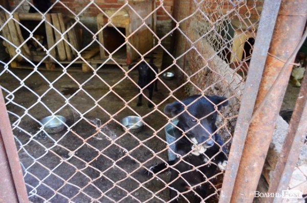 Майже 90% безпритульних тварин Луцька знаходять домівку. ФОТО