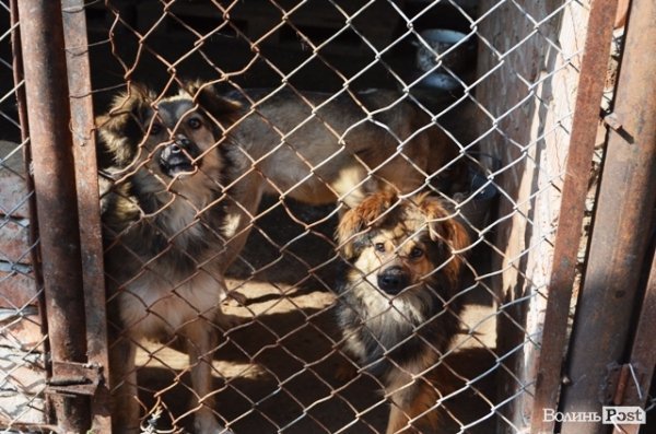 Майже 90% безпритульних тварин Луцька знаходять домівку. ФОТО