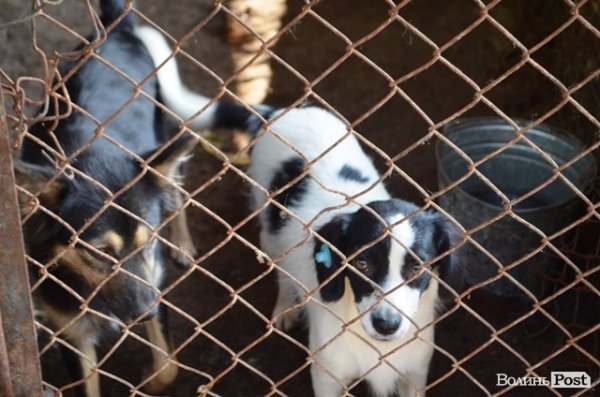 Майже 90% безпритульних тварин Луцька знаходять домівку. ФОТО