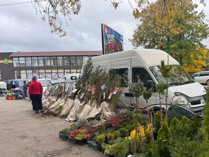 Що продають на волинському ринку: ціни на овочі, фрукти та саджанці