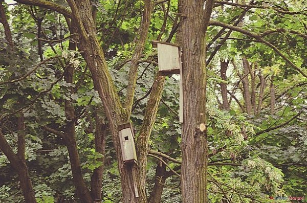 Пташине містечко посеред Луцька. ФОТО