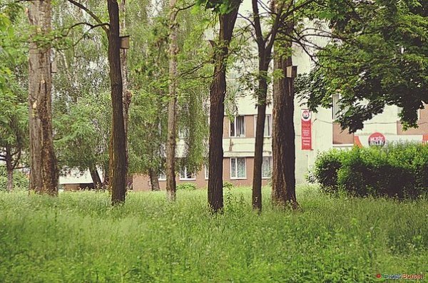 Пташине містечко посеред Луцька. ФОТО