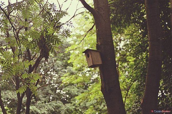 Пташине містечко посеред Луцька. ФОТО