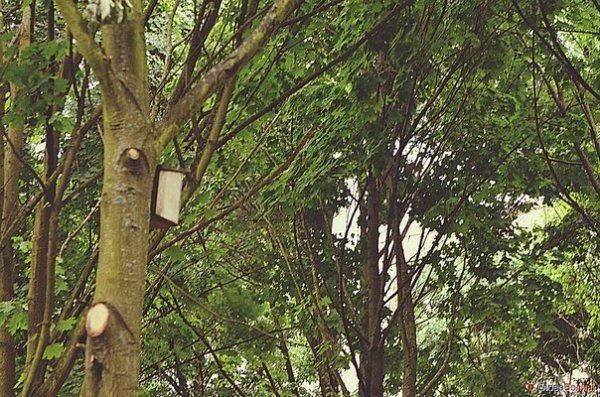 Пташине містечко посеред Луцька. ФОТО