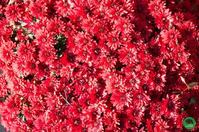 Жовтогаряча осінь у Луцькому зоопарку. ФОТО