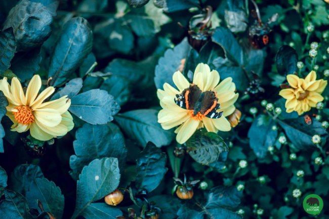 Жовтогаряча осінь у Луцькому зоопарку. ФОТО