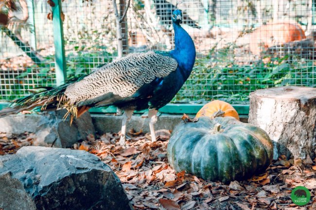 Жовтогаряча осінь у Луцькому зоопарку. ФОТО