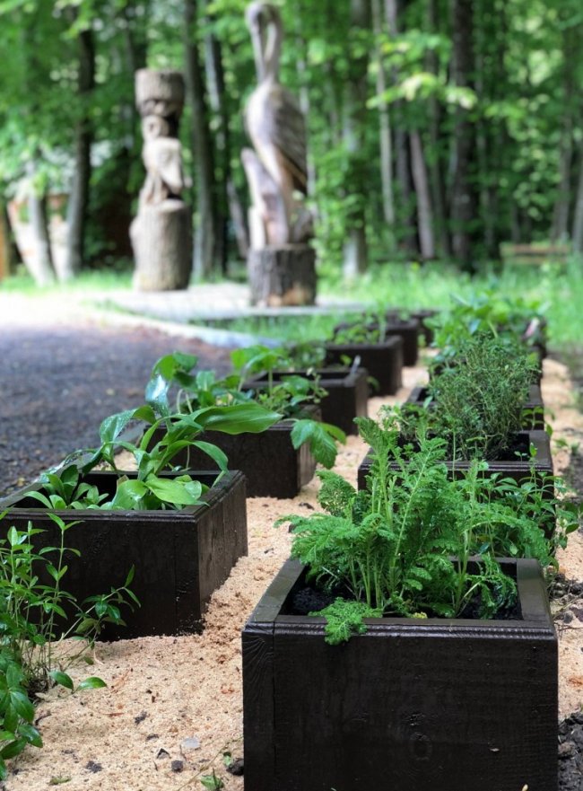 У Воротневі висадили алейку лікарських рослин. ФОТО