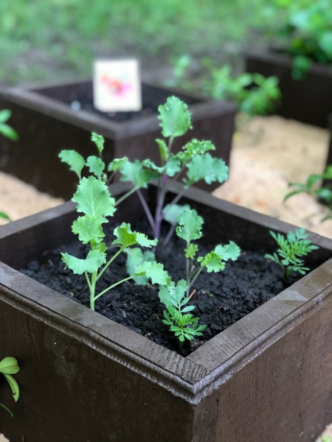 У Воротневі висадили алейку лікарських рослин. ФОТО