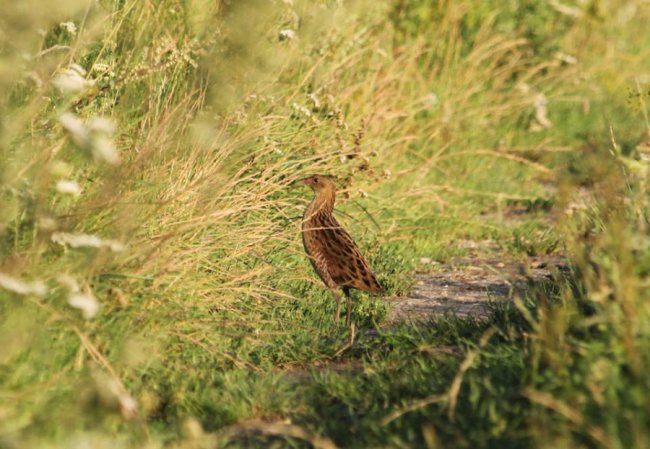 Показали пернатого мешканця волинського заповідника. ФОТО