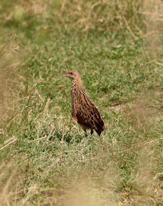 Показали пернатого мешканця волинського заповідника. ФОТО