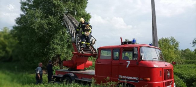 На Волині з канави рятувальники витягнули корову