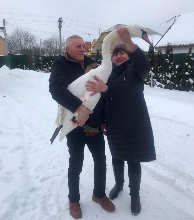На Волині врятували лебедя, який примерз до криги