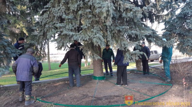 У Рожищі прикрашають головну ялинку міста. ФОТО