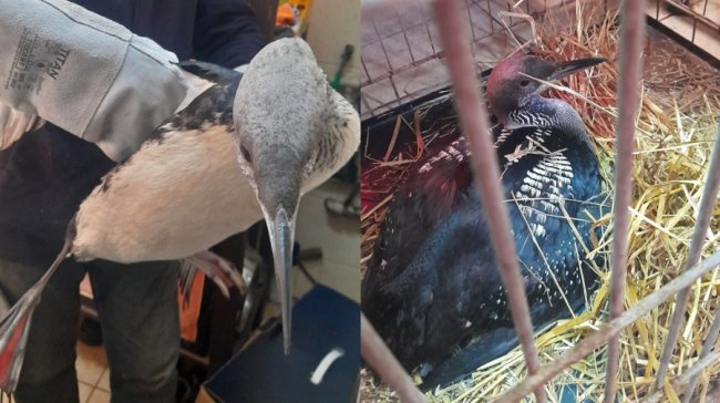 На Волині рибалки врятували гагару, яка примерзла до криги на ставку 