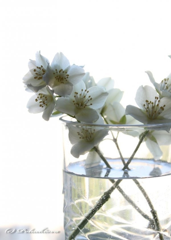 Фотовиставка Тетяни Полуектової