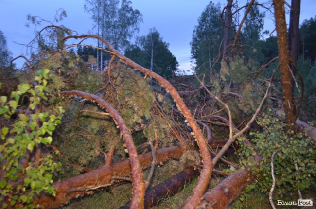 На Волині буревієм повалило дерева. ФОТО