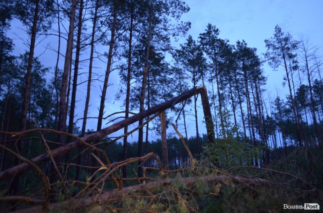 На Волині буревієм повалило дерева. ФОТО