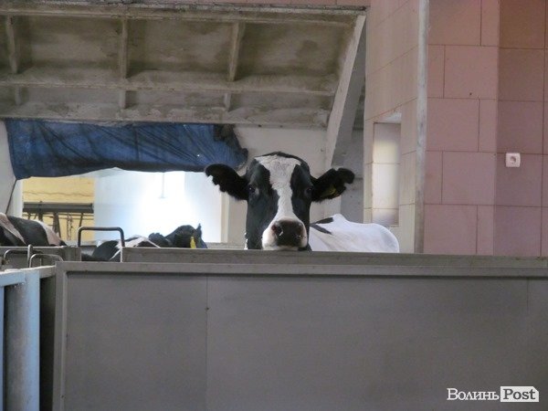 Де на Волині виробляють молоко для європейців. ФОТО