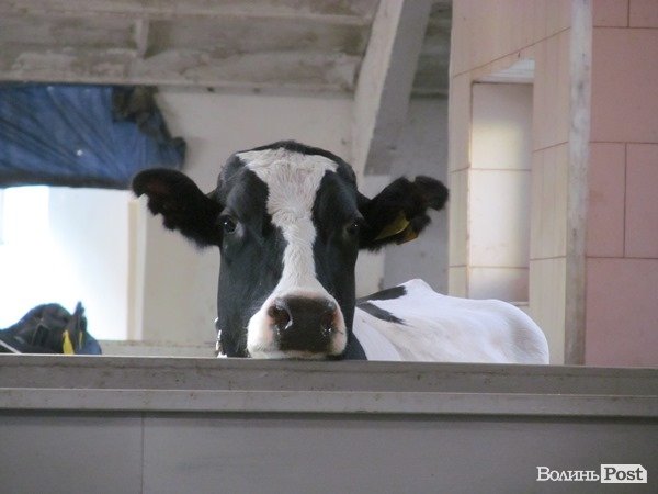 Де на Волині виробляють молоко для європейців. ФОТО