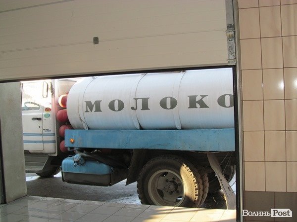Де на Волині виробляють молоко для європейців. ФОТО