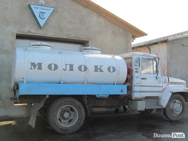 Де на Волині виробляють молоко для європейців. ФОТО