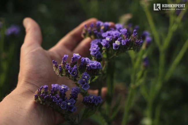 Яскрава квітка півдня: як поблизу Луцька родина вирощує красивий сухоцвіт. ФОТО