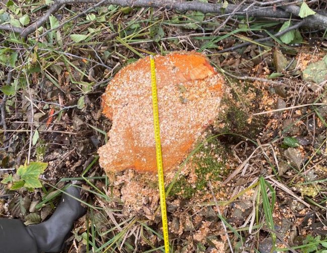 Волинянин незаконно рубав дерева на території природно-заповідного фонду. ФОТО