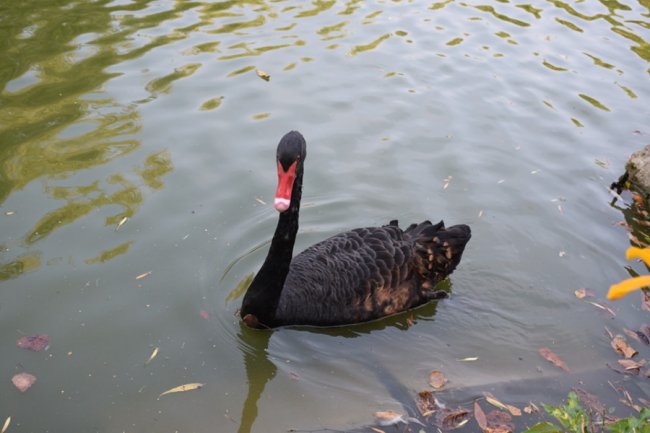 Повідомили, які заходи запланували у луцькому зоопарку на День Незалежності. ФОТО
