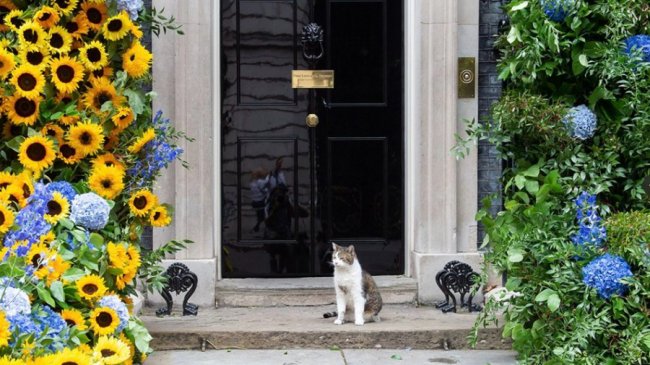 Резиденцію прем'єра Великої Британії прикрасили квітами кольорів прапора України. ФОТО