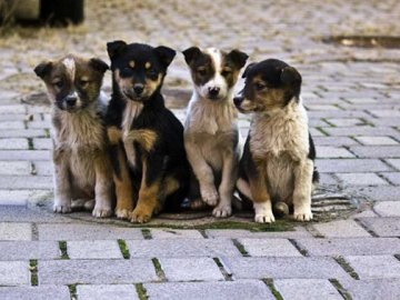 У Луцьку порахують собак: шукають волонтерів