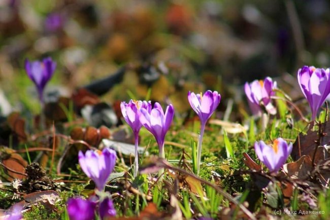 На Закарпатті масово цвітуть чарівні крокуси. ФОТО