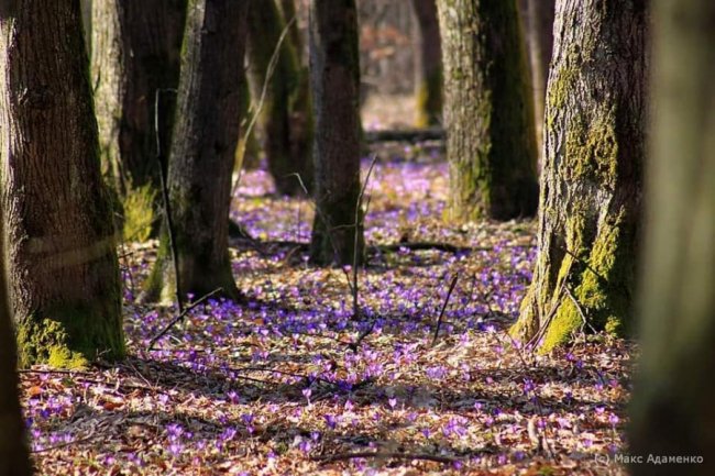 На Закарпатті масово цвітуть чарівні крокуси. ФОТО