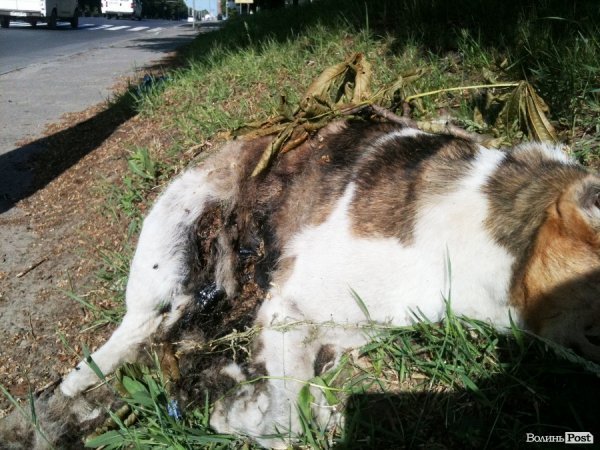 У Луцьку п'ятий день з вулиці не прибирають смердючий труп собаки. ФОТО