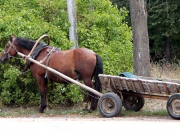 Поїхала кіньми до синів і зникла: на Волині розшукують 78-річну жінку. ФОТО